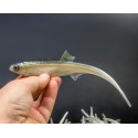 ANGRY Bleak V-Tail 20 GYO Lenght 20cm Weight 27gr CB2-200-VT-WGY